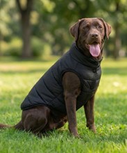 Dog's Puffer jacket